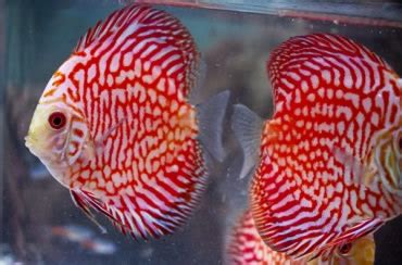 discus fish for sale online|Discus Fish for Sale: Tropical Discus and Freshwater Discus .